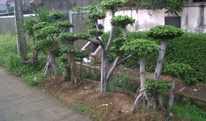 Jual-beringin-korea-bonsai